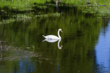 Single Swan at pond