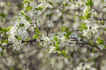 Cherry spring blossom