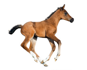 Foal isolated