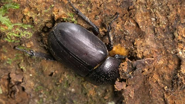 Beetle biting through the bark of a tree in tropical rainforest in the Ecuadorian Amazon