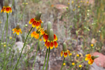 Red Flowers in Field
