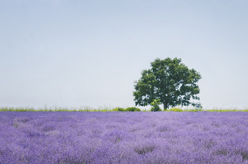 Lavender Purple Blossom Field