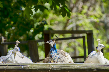 Three Peacocks in Nature