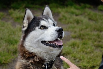 Portrait of siberian husky with heterochromia