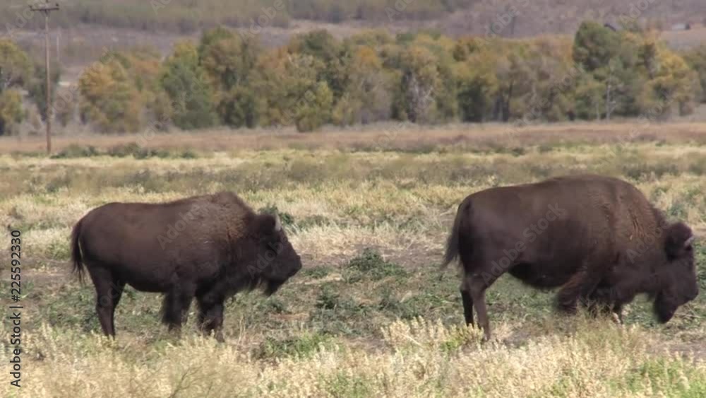 Canvas Prints American Bison in Fall