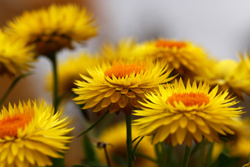 Closeup of Yellow Flowers