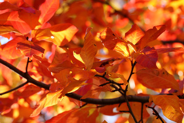 Autumn leaves on tree