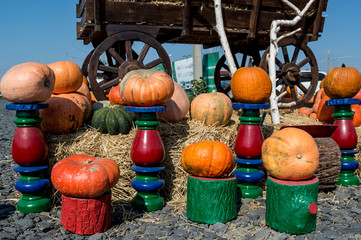a lot pumpkin at outdoor farmers market