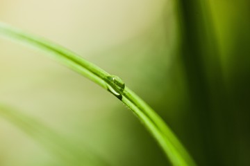 Blade of grass with a drop of water on it