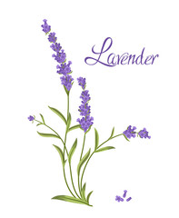 Bunch of flowers violet lavender, vector illustration