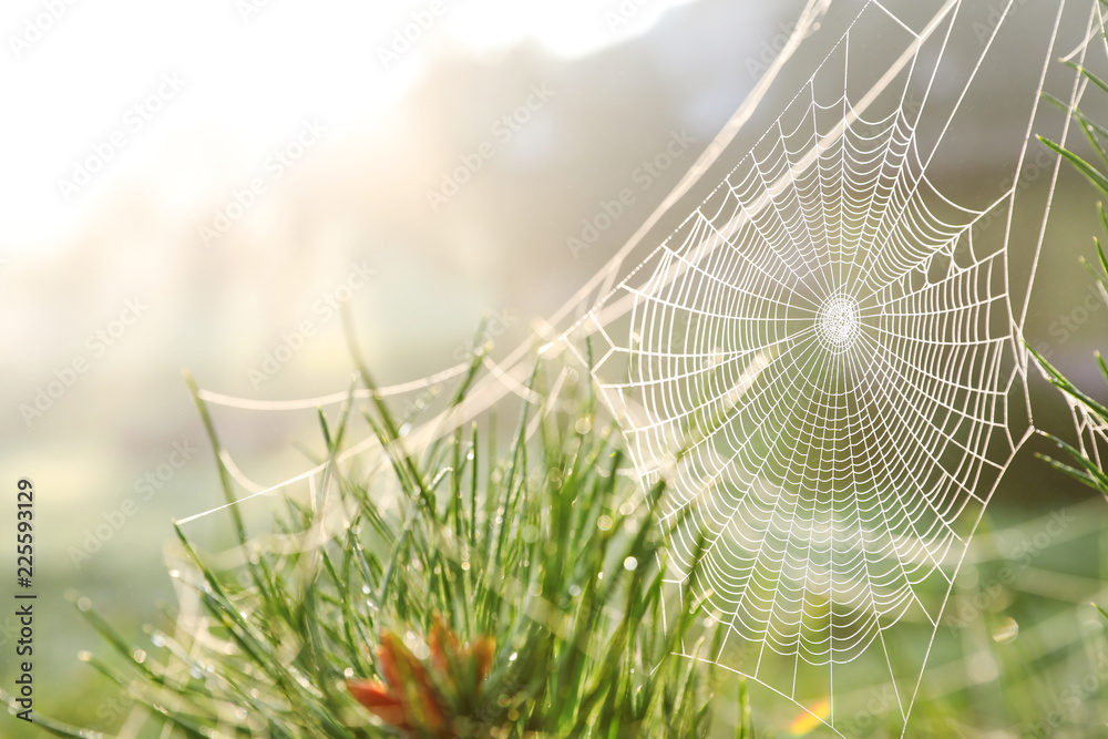 Wall mural cobweb on wild meadow, closeup view