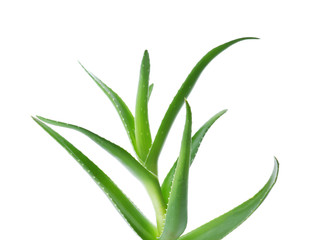 Aloe vera with green leaves on white background