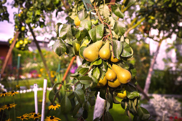 Pear fruit on the tree in the fruit garden.