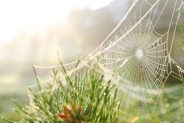 Cobweb on wild meadow, closeup view - Powered by Adobe
