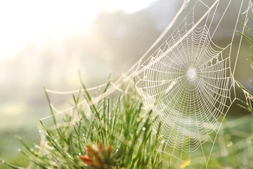 Foto auf Acrylglas Frühling Spinnennetz auf wilder Wiese, Detailansicht