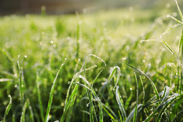 Dewy green grass on wild meadow, closeup view