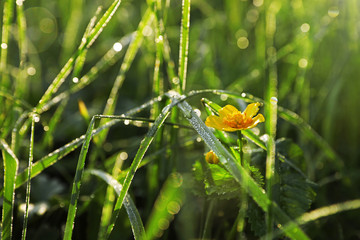 Green meadow with wild flower on summer day, closeup