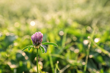 Beautiful clover flower on green meadow, closeup