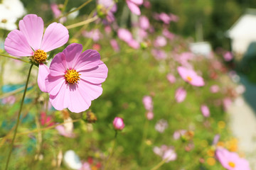 Green meadow with wild cosmos flowers on summer day, closeup