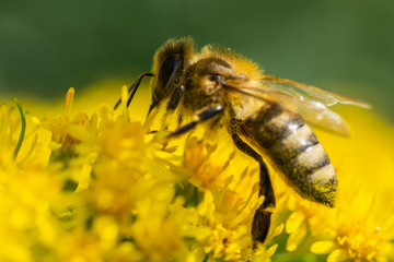 bee on yellow flower