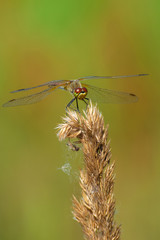 Dragonfly on the spikelet