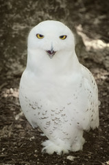 White Polar Owl