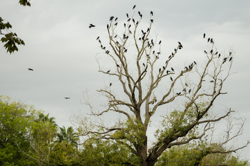 the tip of a leafless tree full of black crows.