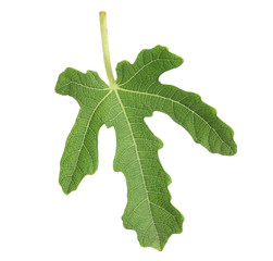 Lush leaf of fig tree on white background