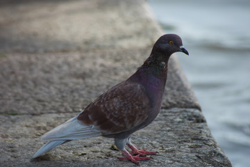 Dove with a violet neck with brown and white wings on a stone embankment