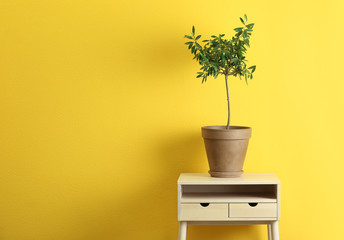 Pot with olive tree on table against color background. Space for text