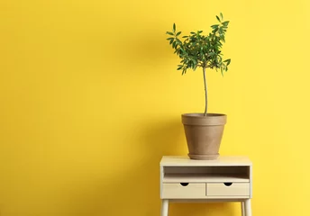 Fototapete Toilette Pot with olive tree on table against color background. Space for text  © New Africa