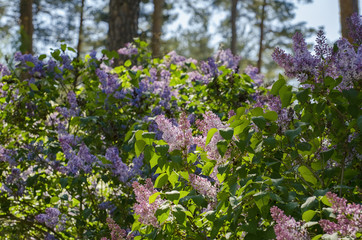 Lilac Blossom Bush
