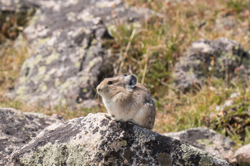 Pika