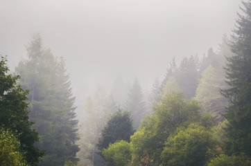 Morning Fog in Forest