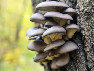Oyster mushroom (Pleurotus ostreatus) grows on a tree bark in the forest.Organic vegetable food concept.Selective focus.  - obrazy, fototapety, plakaty