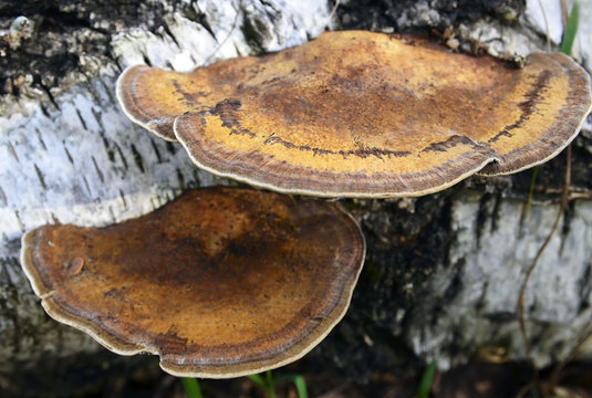 Ganoderma applanatum bracket fungus mushroom growing on a birch tree bark.Selective focus.