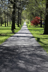 Fototapeta na wymiar Path in park with grass