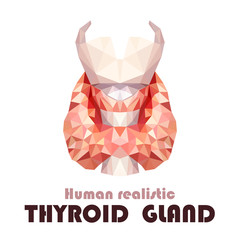 Realistic thyroid gland in low poly. Human 3d thyroid, gland, larynx, isthmus, trachea. Vector