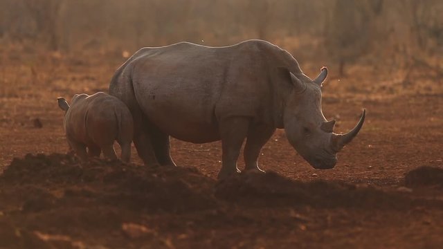 A female rhino and her calf, Ceratherium simun slowly mill around a waterhole in the late afternoon waiting to drink at Zimanga private game reserve in the? KwaZulu Natal region of South Africa