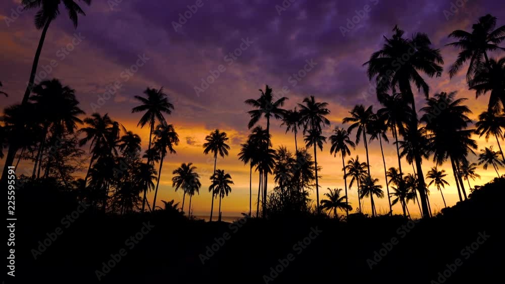 Wall mural Silhouette of coconut palm tree at sunset on tropical beach