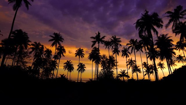 Silhouette of coconut palm tree at sunset on tropical beach