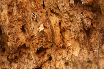 Bark of tree