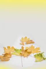 Naklejka na ściany i meble autumn maple leaves on white background