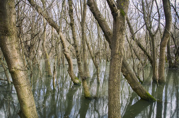 Spring Water Forest