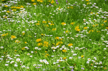 Spring or Summer Flowers and Grass