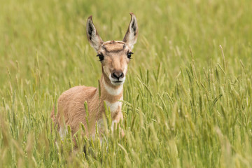 Pronghorn fawn in the tall grass