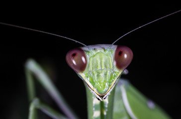 praying mantis close up macro