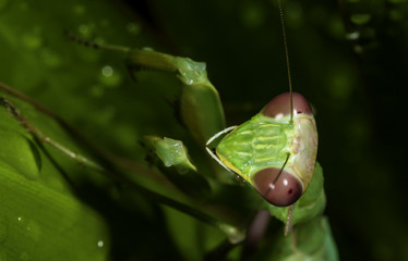 Obraz premium praying mantis close up macro