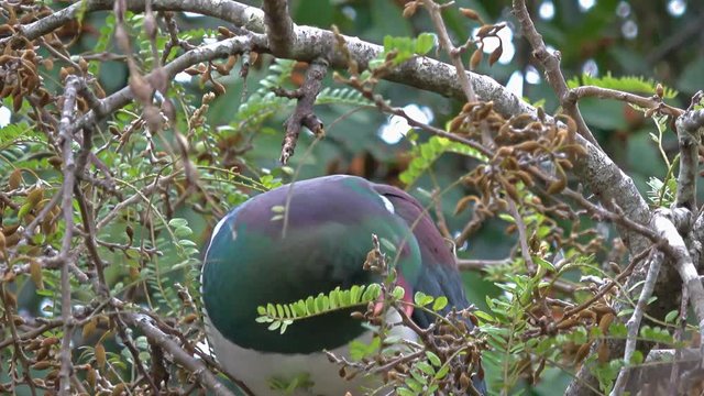 Kukupa (New Zealand Wood Pigeon) Eating Tree Seeds On Branch