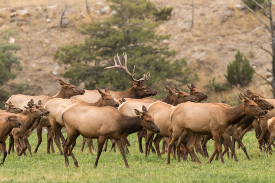Bull elk herding females